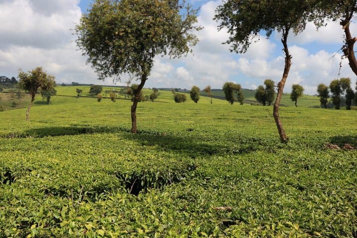 Nairobi Private Tea Tour Kiambethu Farm Plantation experience