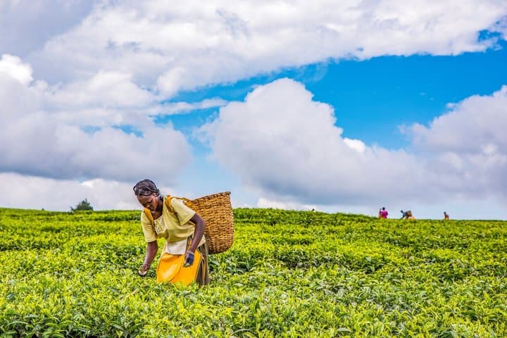 Nairobi Private Tea Tour Kiambethu Farm Plantation experience