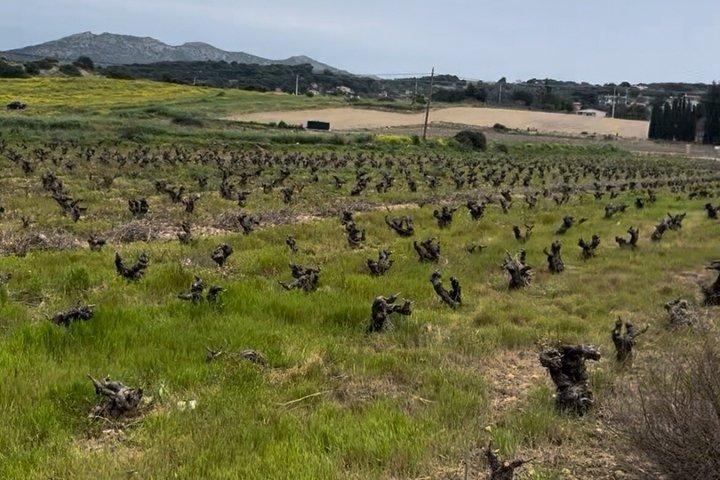 Pireaus Port&Athens pickup Private Wine Tasting Winery