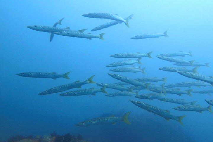 Kota Kinabalu Kota Belud Diving Kayak or Fireflies Tour