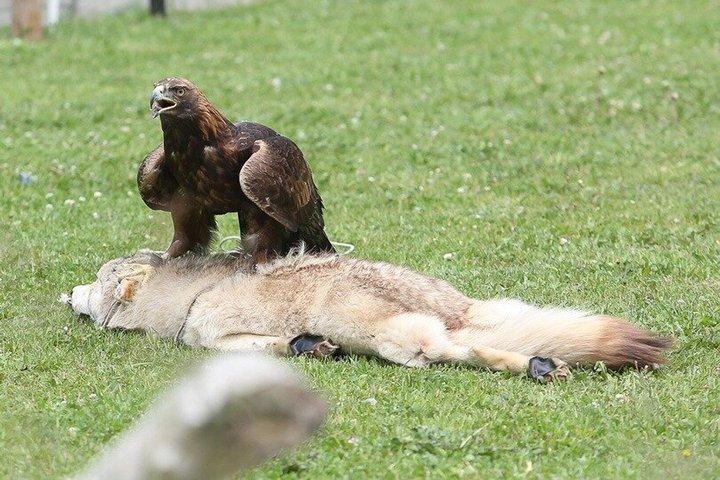 Big Almaty Lake & Alma-Arasan Gorge Tour with Birds of Prey Show