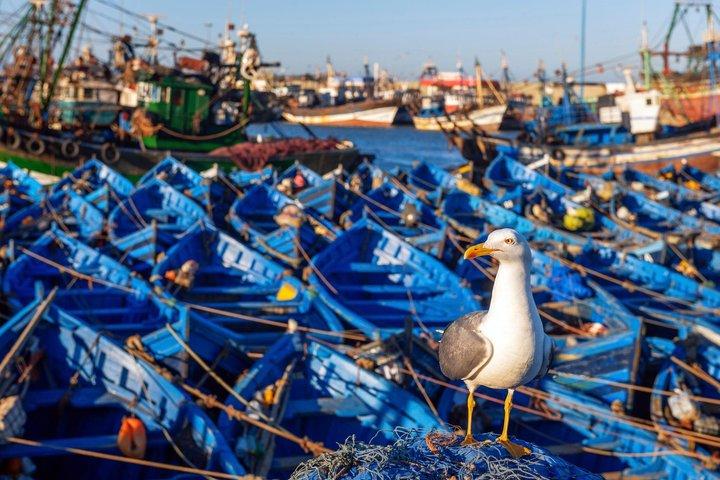 Essaouira Day Trip from Agadir Guided Medina and Coastal Escape