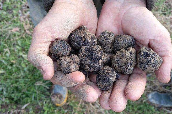 Truffle Hunting experience with Local Guide and Lunch