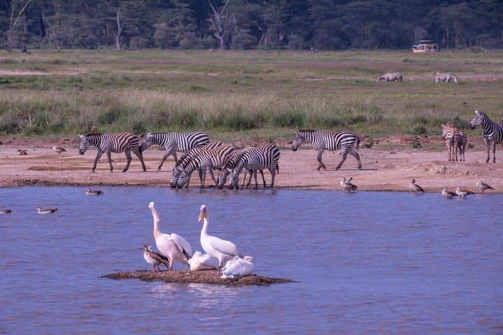 Nairobi to Lake Nakuru Private Safari Day Trip