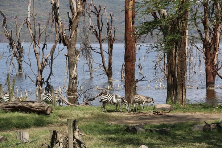 Nairobi to Lake Nakuru Private Safari Day Trip