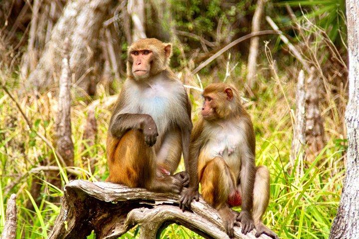 Silver Springs Clear Kayak Tour – Manatees & Monkeys Tour