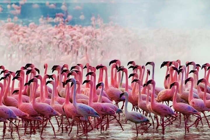 3 Days Lake Nakuru National Park Safari Tour