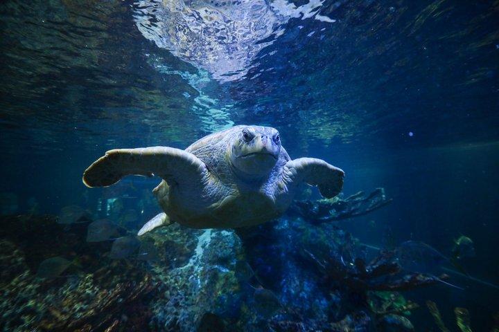 New England Aquarium Admission Ticket in Boston