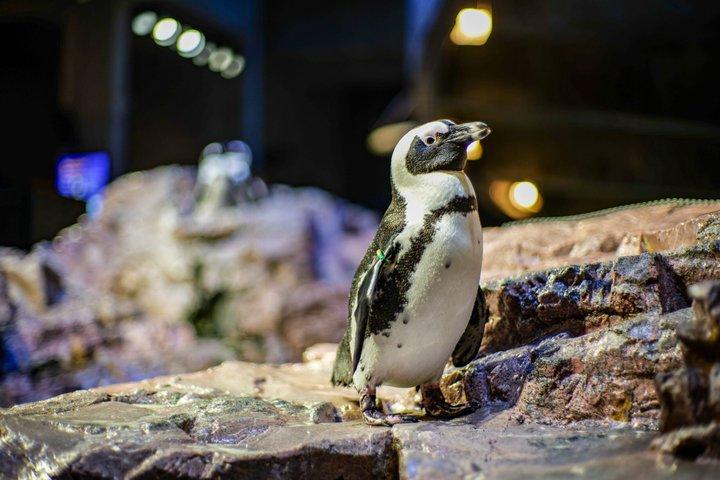 New England Aquarium Admission Ticket in Boston