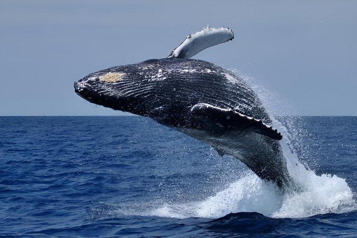 Full Day Hermanus Whale Watching Boat Tour from Cape Town
