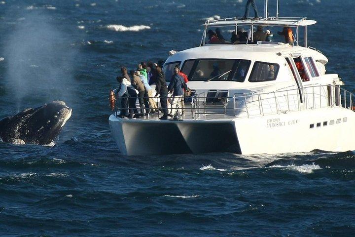 Full Day Hermanus Whale Watching Boat Tour from Cape Town