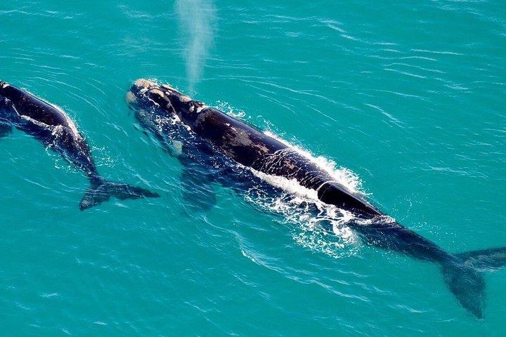 Full Day Hermanus Whale Watching Boat Tour from Cape Town