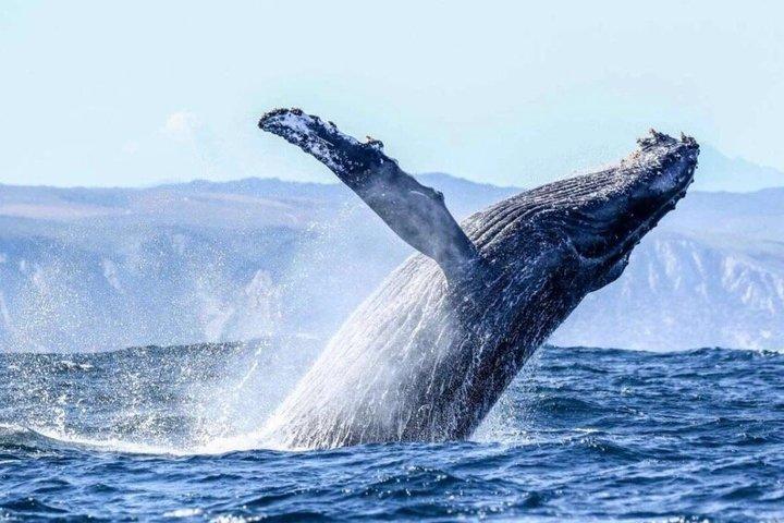 Full Day Hermanus Whale Watching Boat Tour from Cape Town