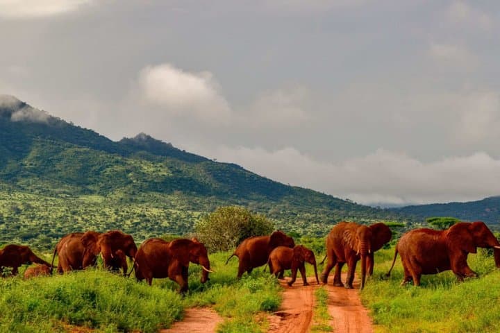 3 Day Salt Lick Safari Lodge and Sentrim Tsavo East Safari