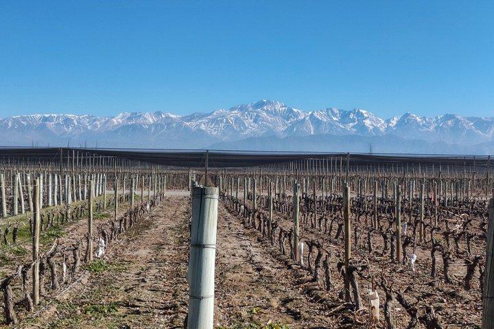 Tour wineries Lujan de Cuyo