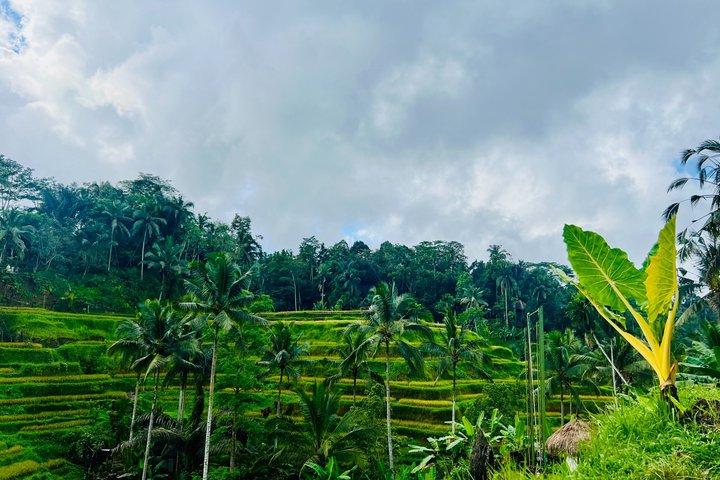 Bali || Ubud Highlights Private Day Tour - All Inclusive