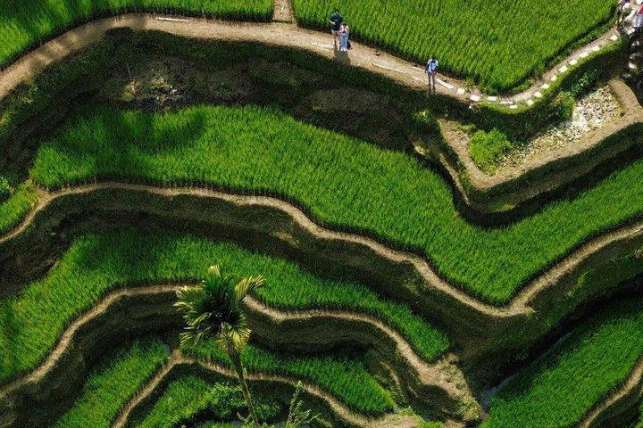 Ubud Private Tour: Bali Hidden Gems, Temples & Rice Terraces