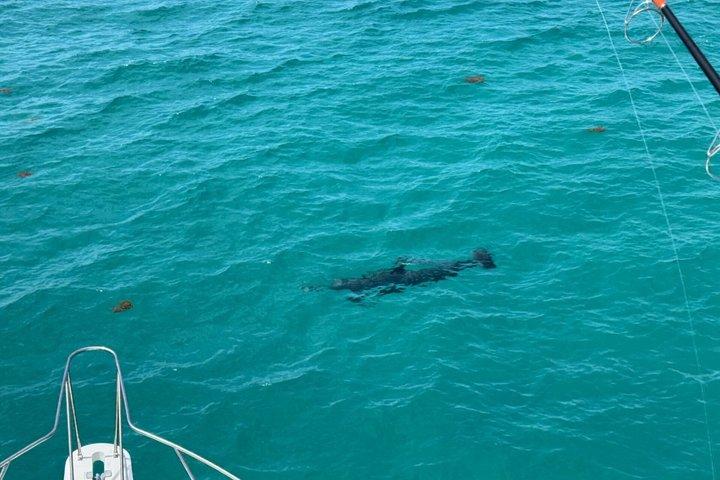 Dolphin and Destin Harbor Inlet Cruise Early Afternoon