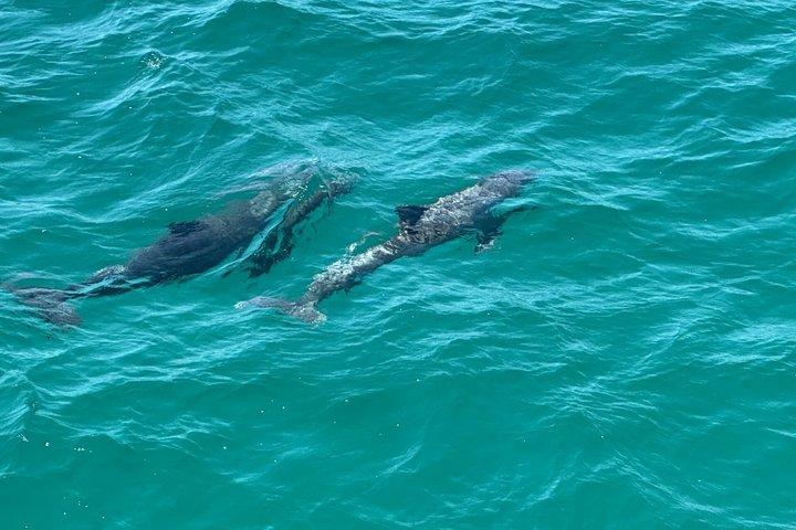 Dolphin and Destin Harbor Inlet Cruise Early Afternoon