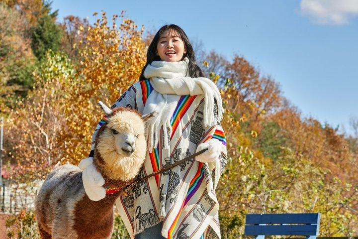 Alpaca World, Nami Island and Garden of Morning Calm from Seoul
