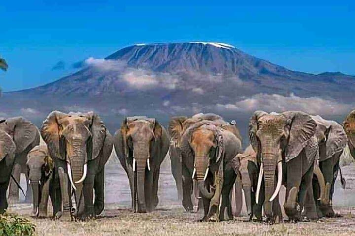 Overnight Adventure to Amboseli National Park on 4X4 Vehicle