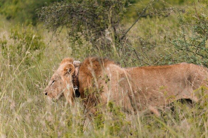 Private Nairobi National Park Day Tour on 4X4 Safari Landcruiser