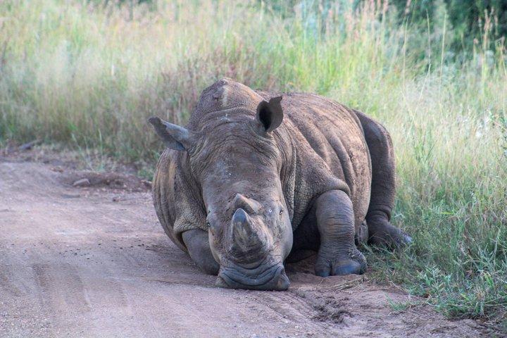 Pilanesberg National Park Big Five Safari Full Day Tour