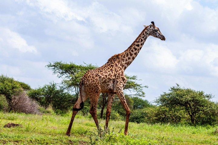 10 Night Kenya Safari Itinerary Mid Range Safari