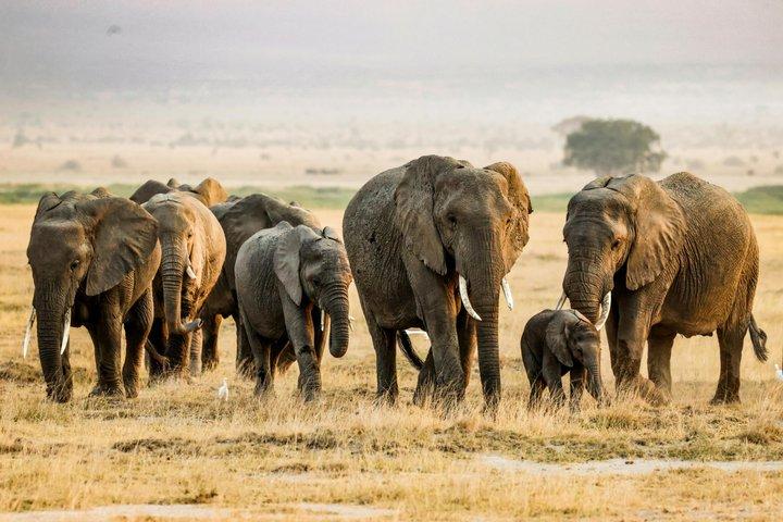 10 Night Kenya Safari Itinerary Mid Range Safari