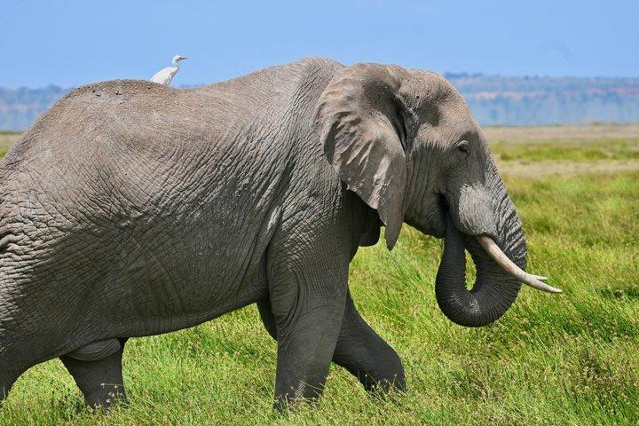 10 Night Kenya Safari Itinerary Mid Range Safari