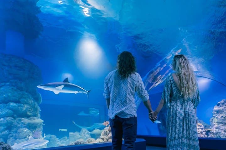 Cairns Aquarium by Twilight Tour