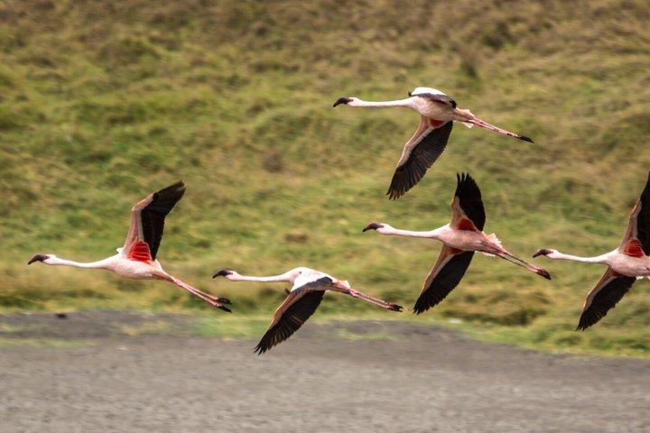 Full Day Arusha National Park with Walking Safari