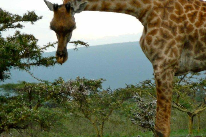 Full Day Arusha National Park with Walking Safari