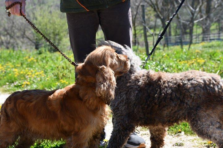 Molise Truffle Hunting Experience with Food Tasting & Local Wines