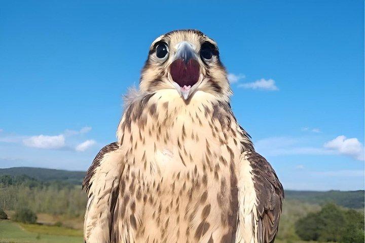 Falconry Experiences with Live Birds of Prey in Ellicottville, NY