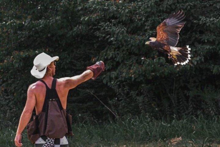 Falconry Experiences with Live Birds of Prey in Ellicottville, NY
