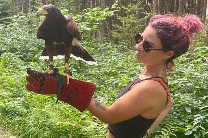 Falconry Experiences with Live Birds of Prey in Ellicottville, NY