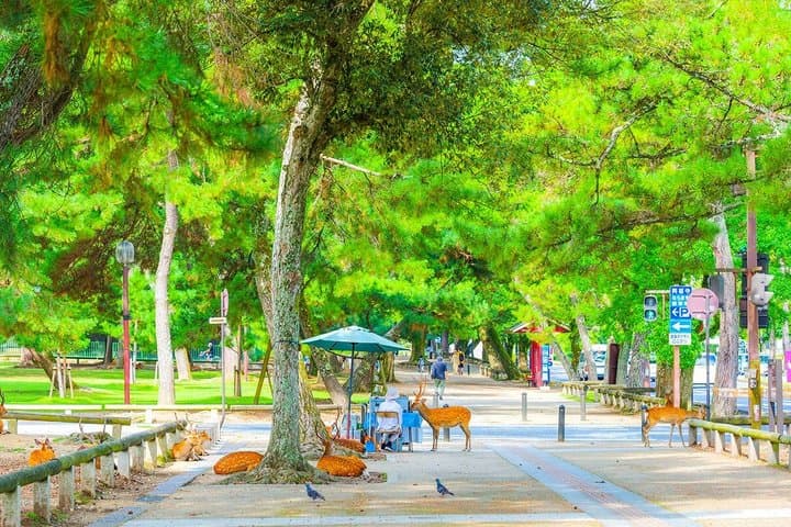 Nara Deer Park, Todaiji Temple, Uji Matcha & Hot Spring Day Tour