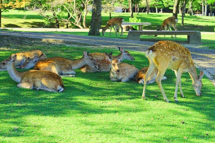 Nara Deer Park, Todaiji Temple, Uji Matcha & Hot Spring Day Tour