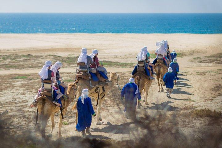 Camel Ride in Cabo San Lucas with Pick up and All Inclusive