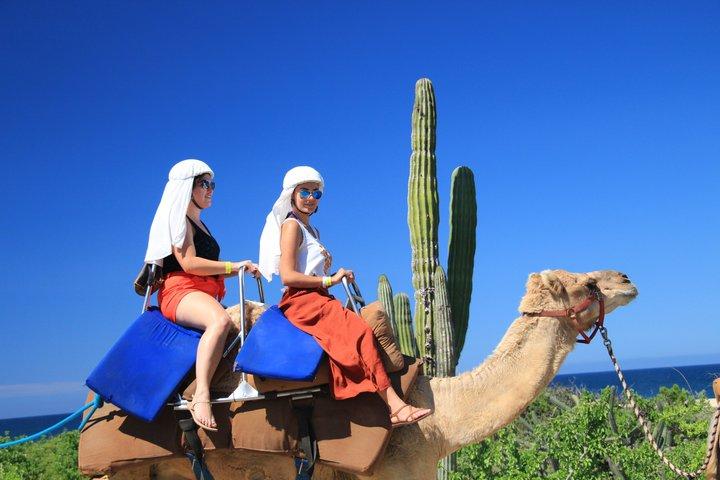 Camel Ride in Cabo San Lucas with Pick up and All Inclusive
