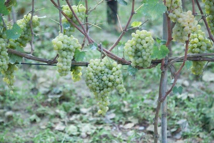 Ischia Tour of the island with Wine Tasting in a Typical Cellar