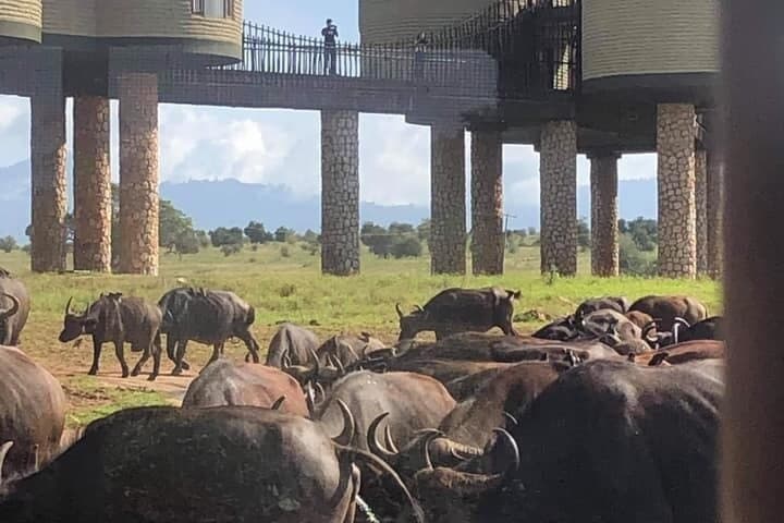 3 Day Salt Lick Safari Lodge and Sentrim Tsavo East Safari