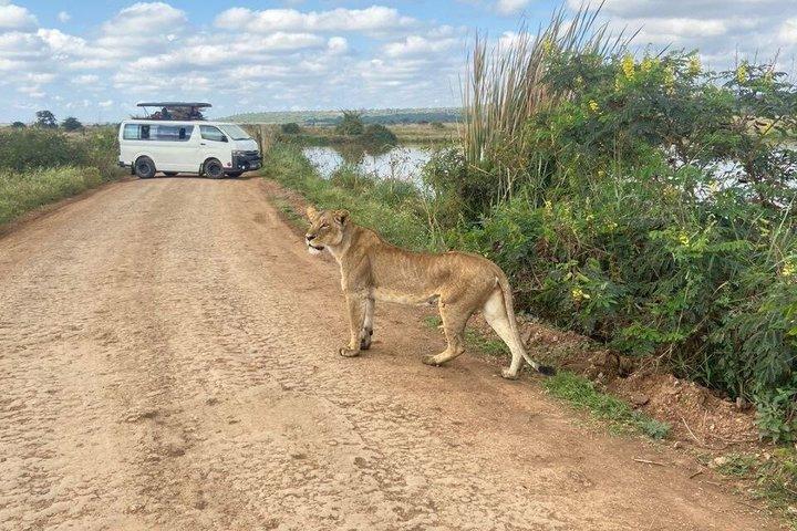 Nairobi City Tour:Game Drive, Giraffe Center & Elephant Orphanage