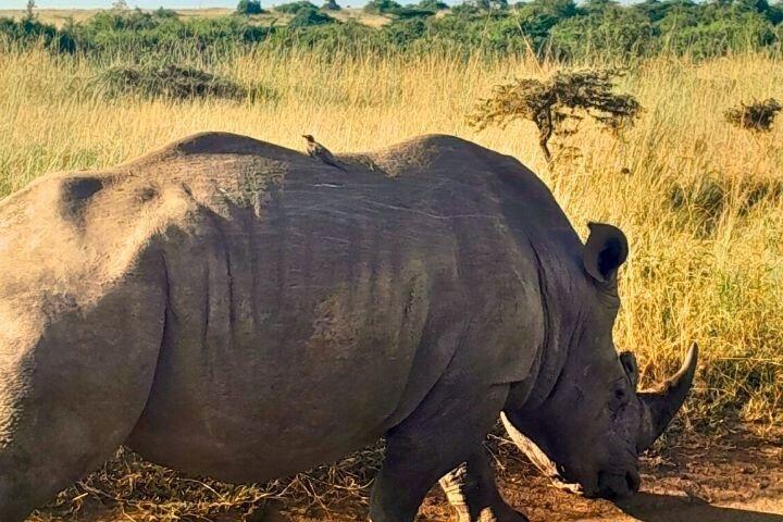 Nairobi City Tour:Game Drive, Giraffe Center & Elephant Orphanage