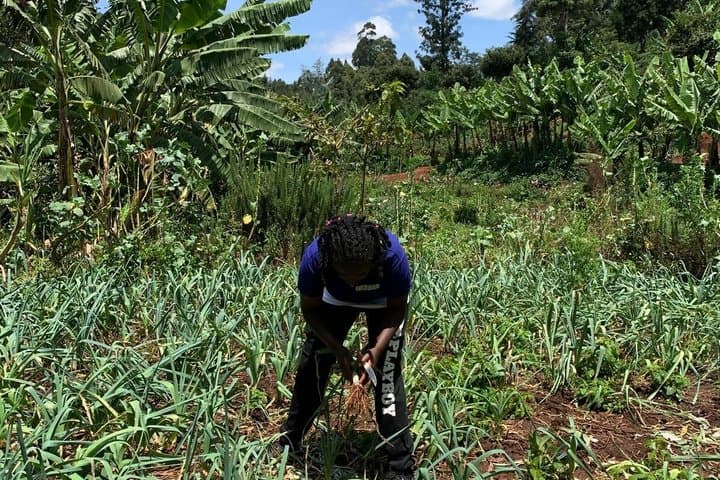 Nairobi Organic Farm Tour and Farm to Table Food Experience