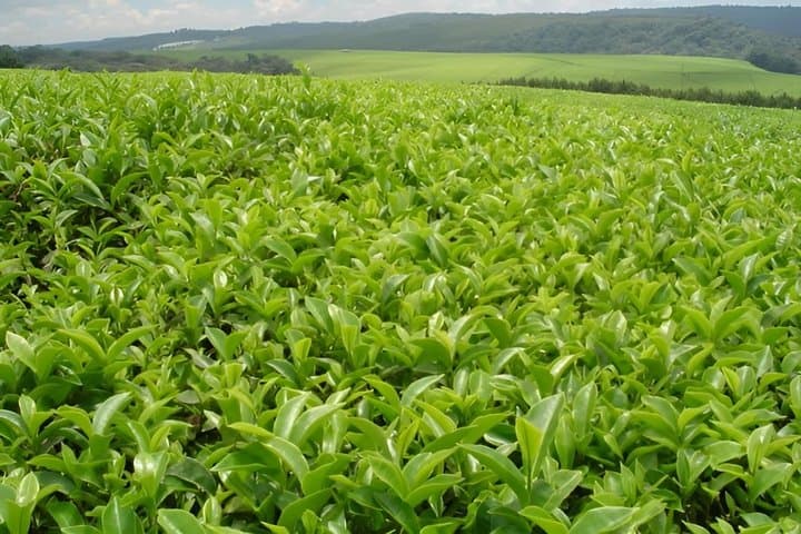Nairobi Organic Farm Tour and Farm to Table Food Experience