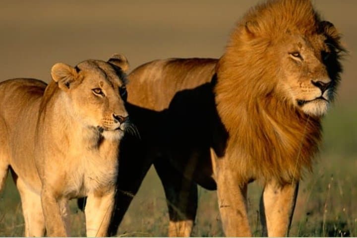 Garden Route Private 3 Day Tour from Cape Town Safari and Hiking