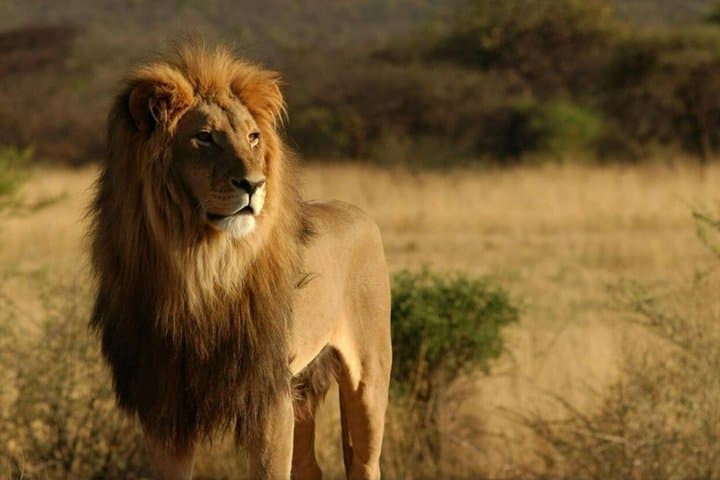5-Day Garden Route Safari & Botlierskop Game Reserve fro CapeTown