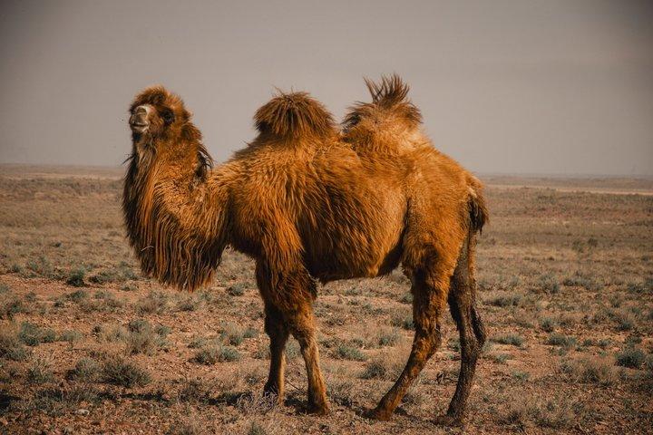 Altyn-Emel Jeep Tour: Singing Dune, Aktau & Katutau Mountains